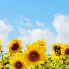 ひまわりハウスの理念